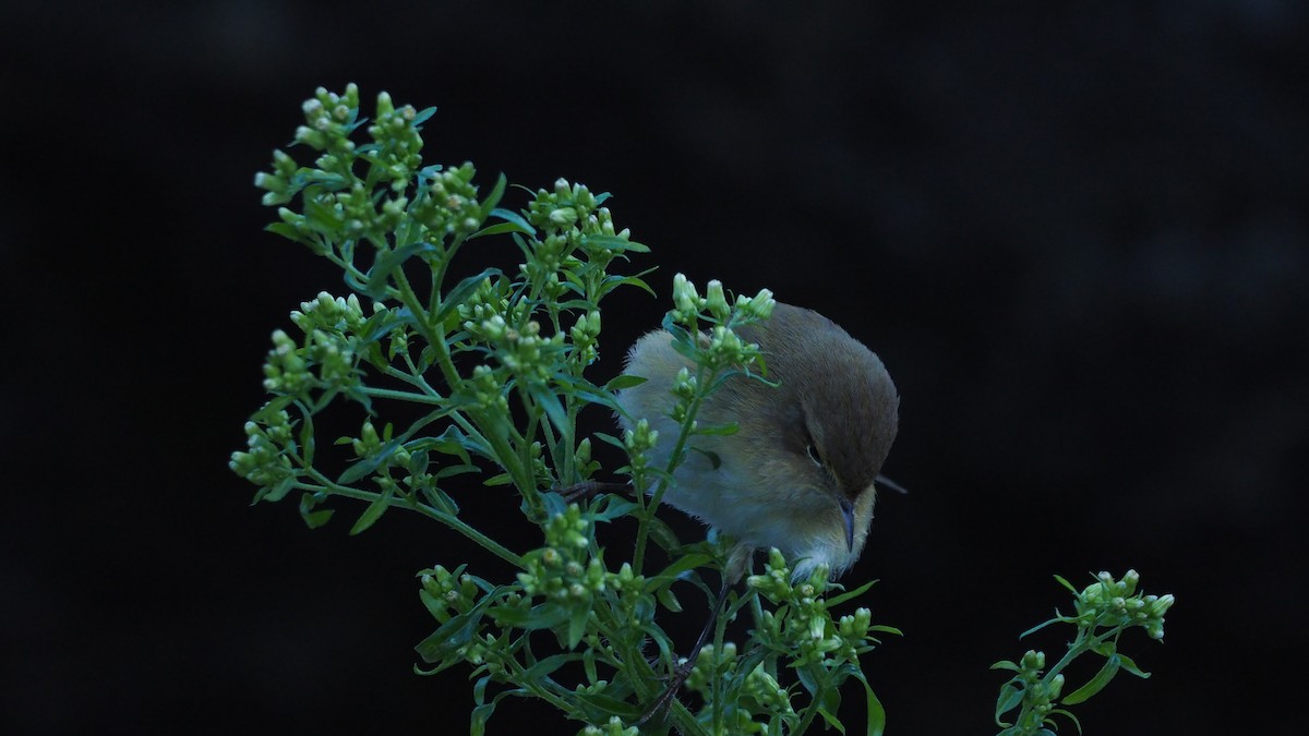 gransanger - ML647608714