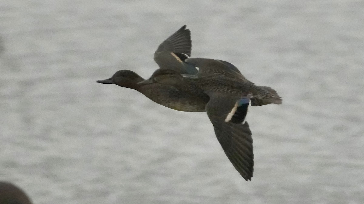 krikkand - ML647608715