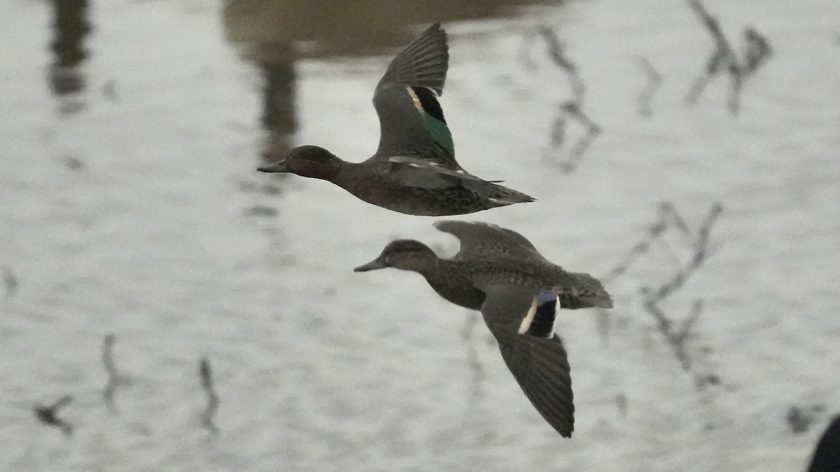 krikkand - ML647608716