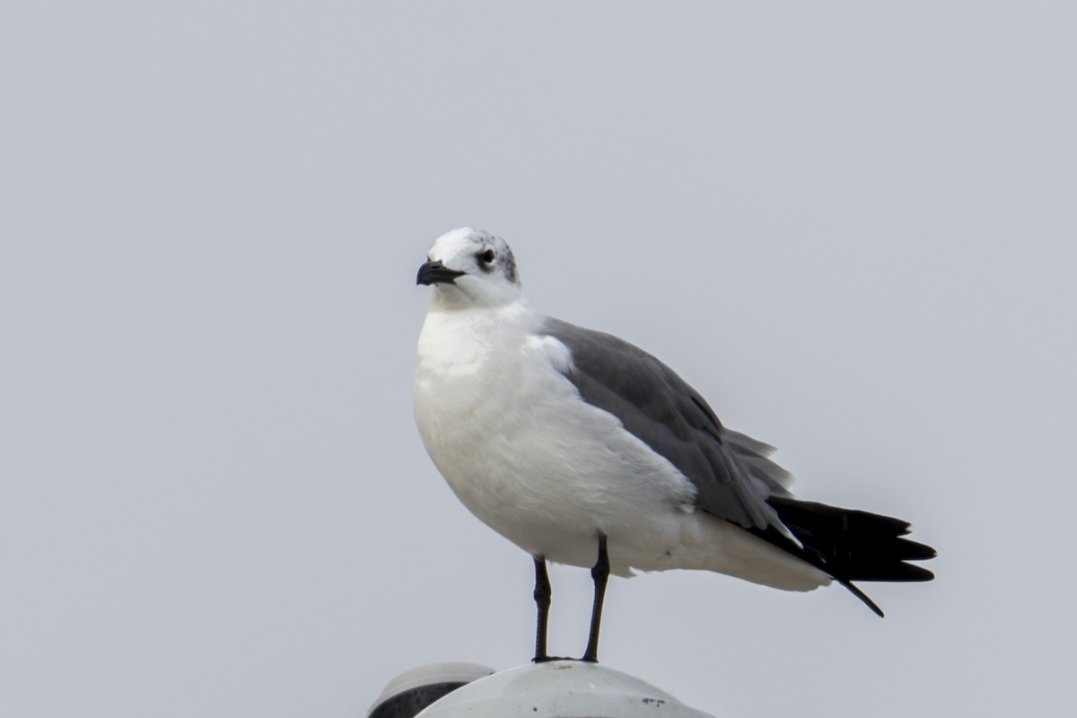 lattermåke - ML647608717