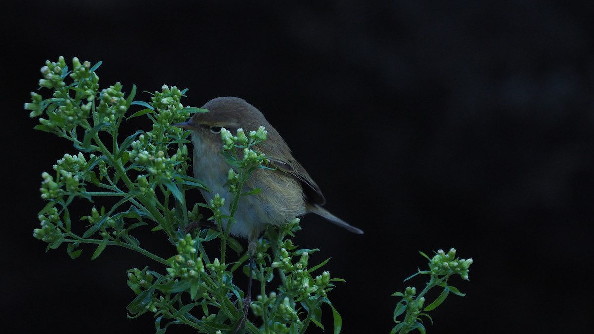 gransanger - ML647608718