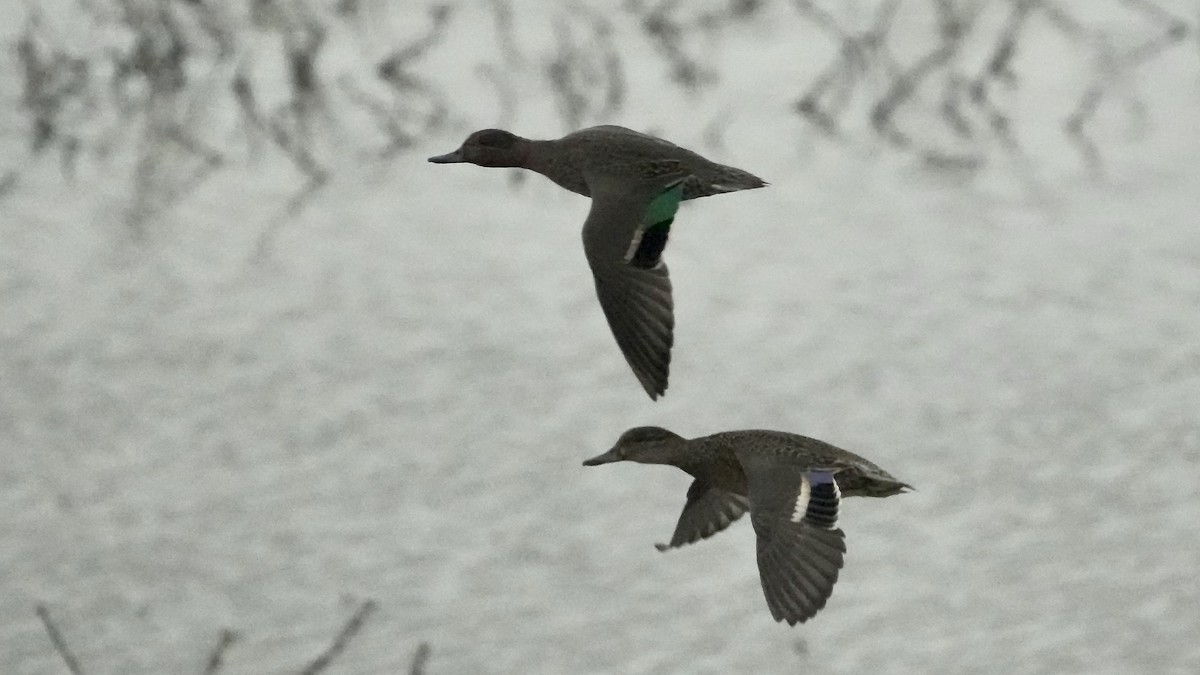 krikkand - ML647608719