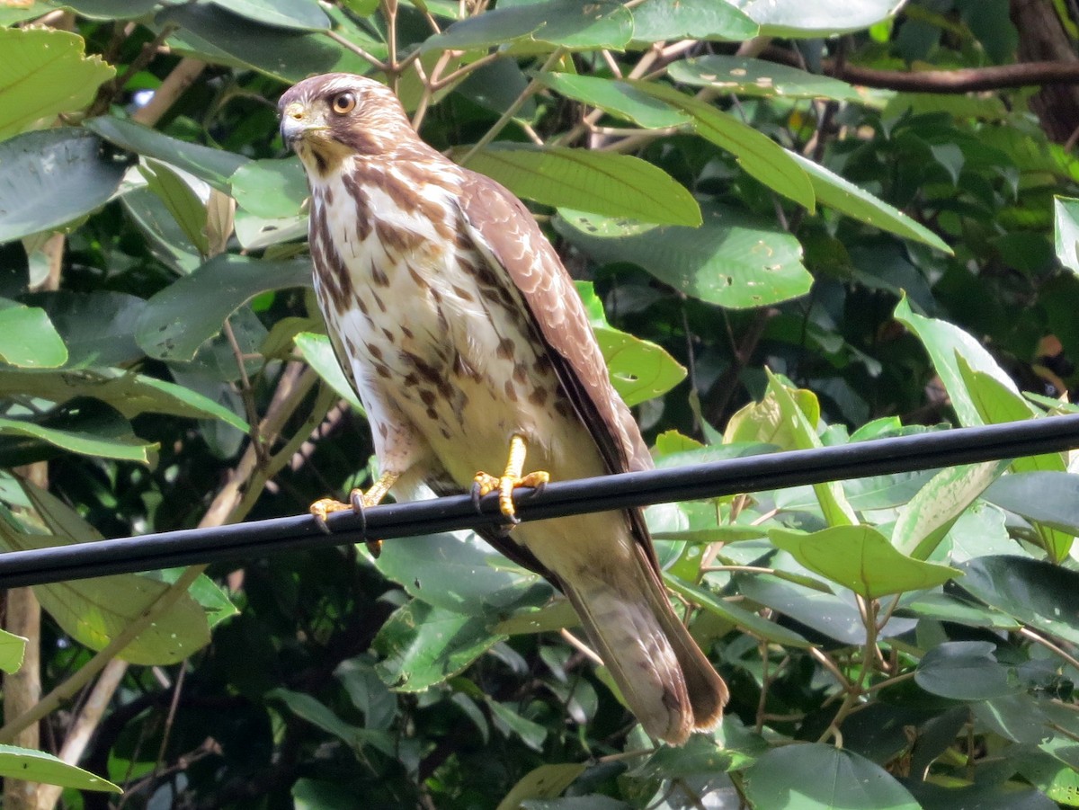 bredvingevåk - ML647608720