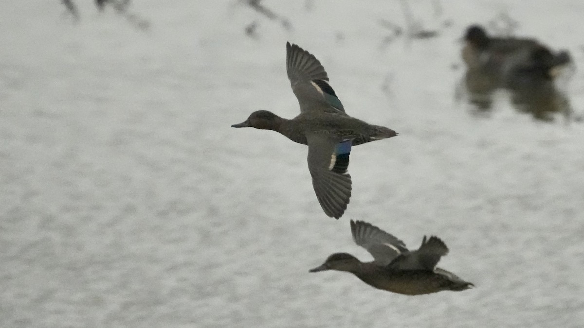 krikkand - ML647608721