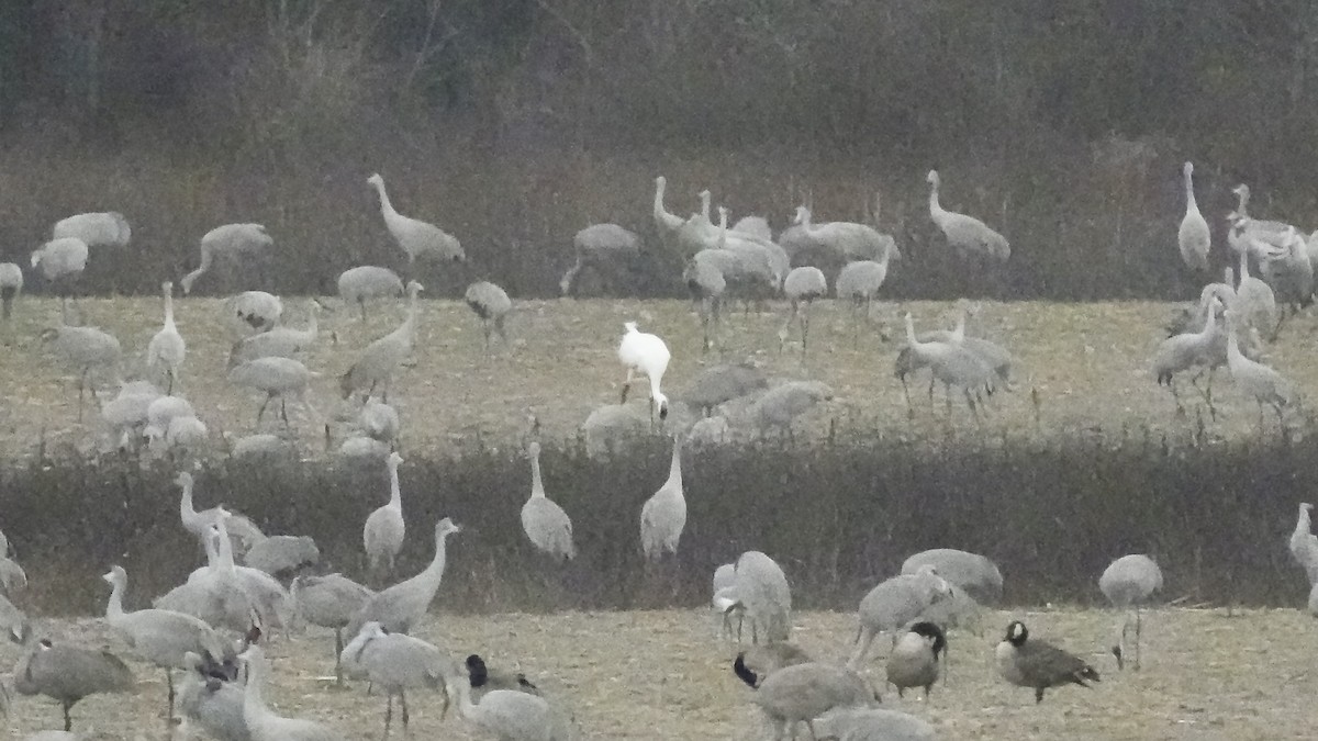 jeřáb americký - ML647608726