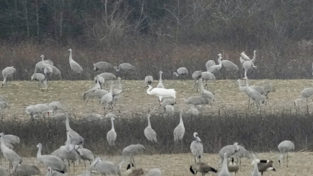 jeřáb americký - ML647608727