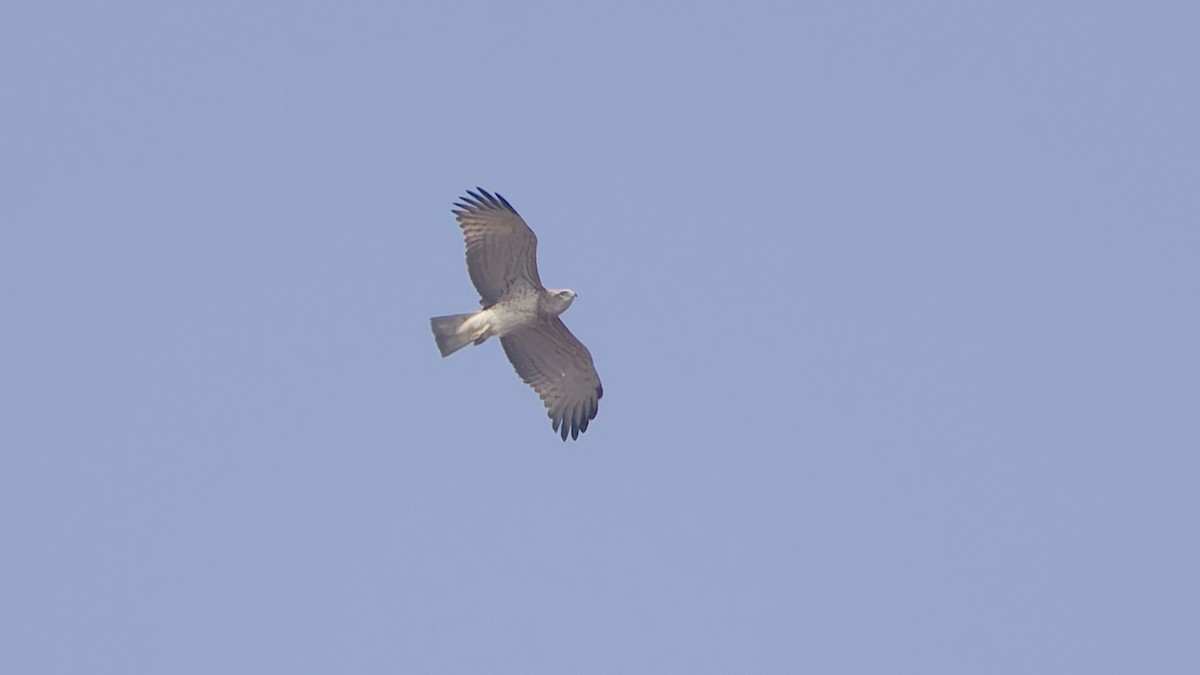 Short-toed Snake-Eagle - ML647608741