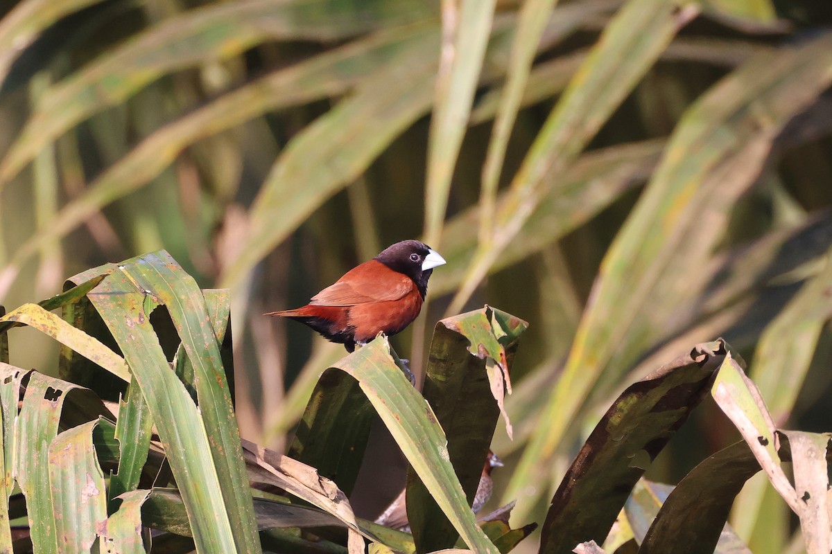 Kestane Rengi Munya - ML647608761