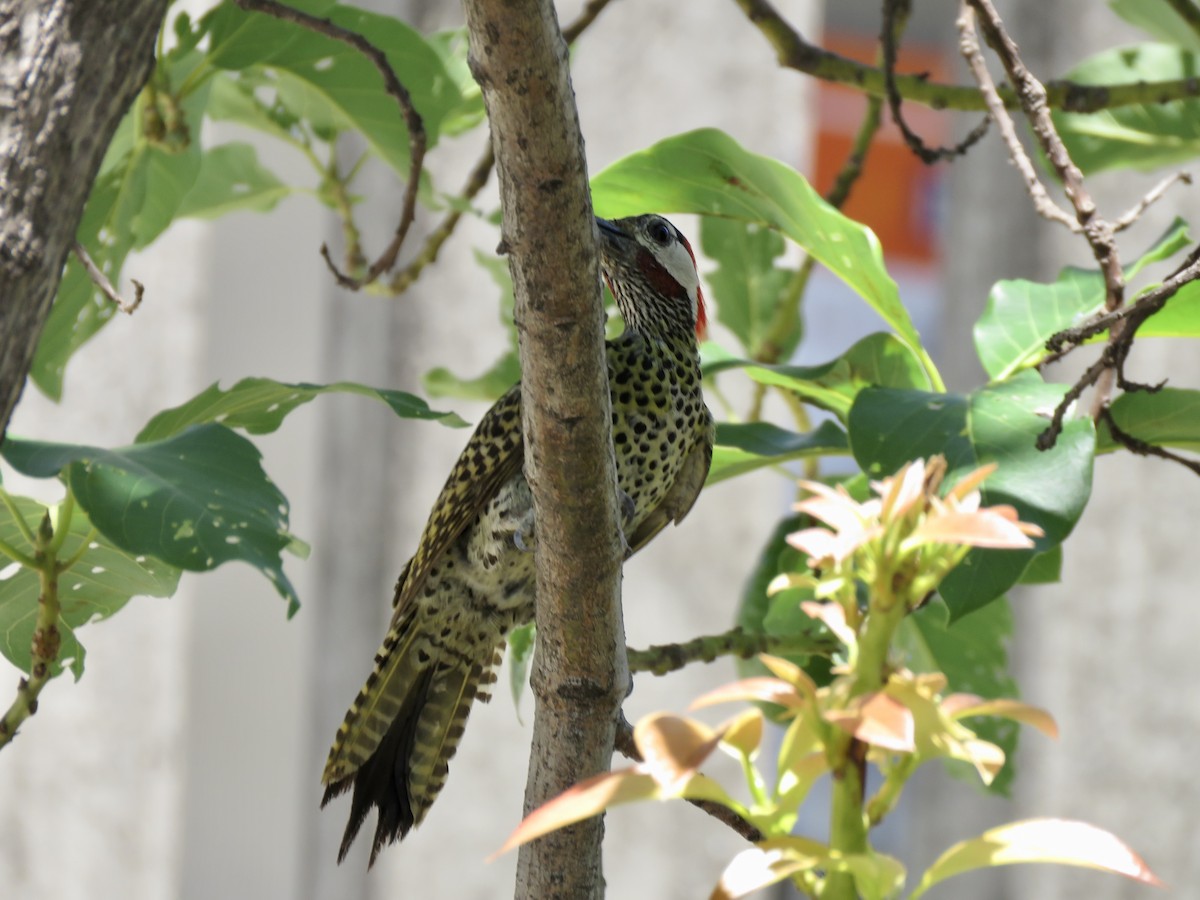 Черноусый дятел - ML647608814