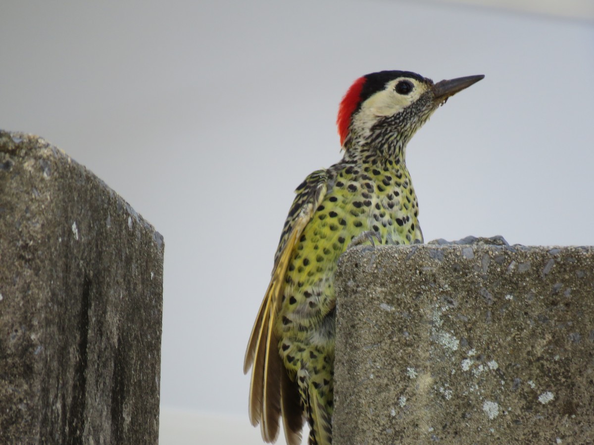 Черноусый дятел - ML647608815