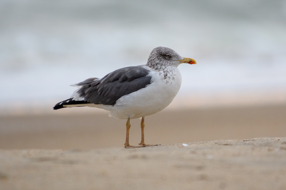 ニシセグロカモメ - ML647608843