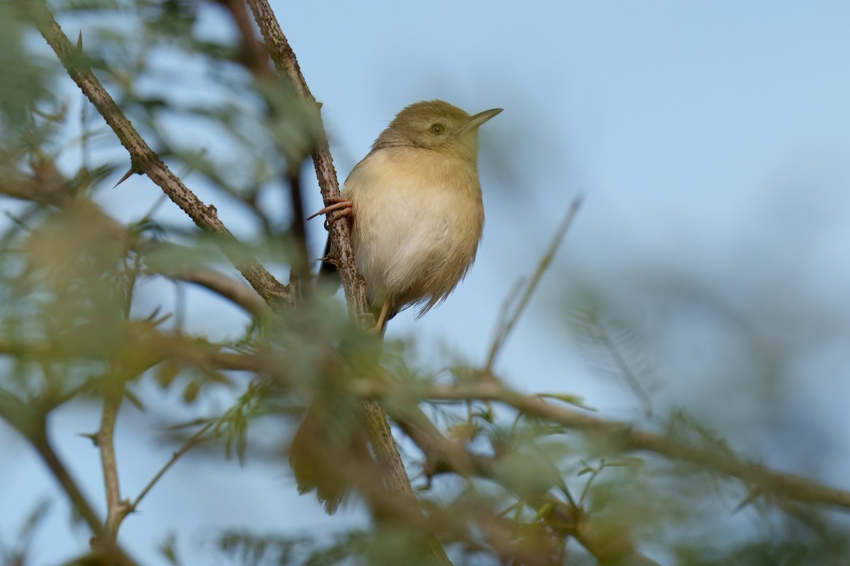 Prinia Sencilla - ML647608844