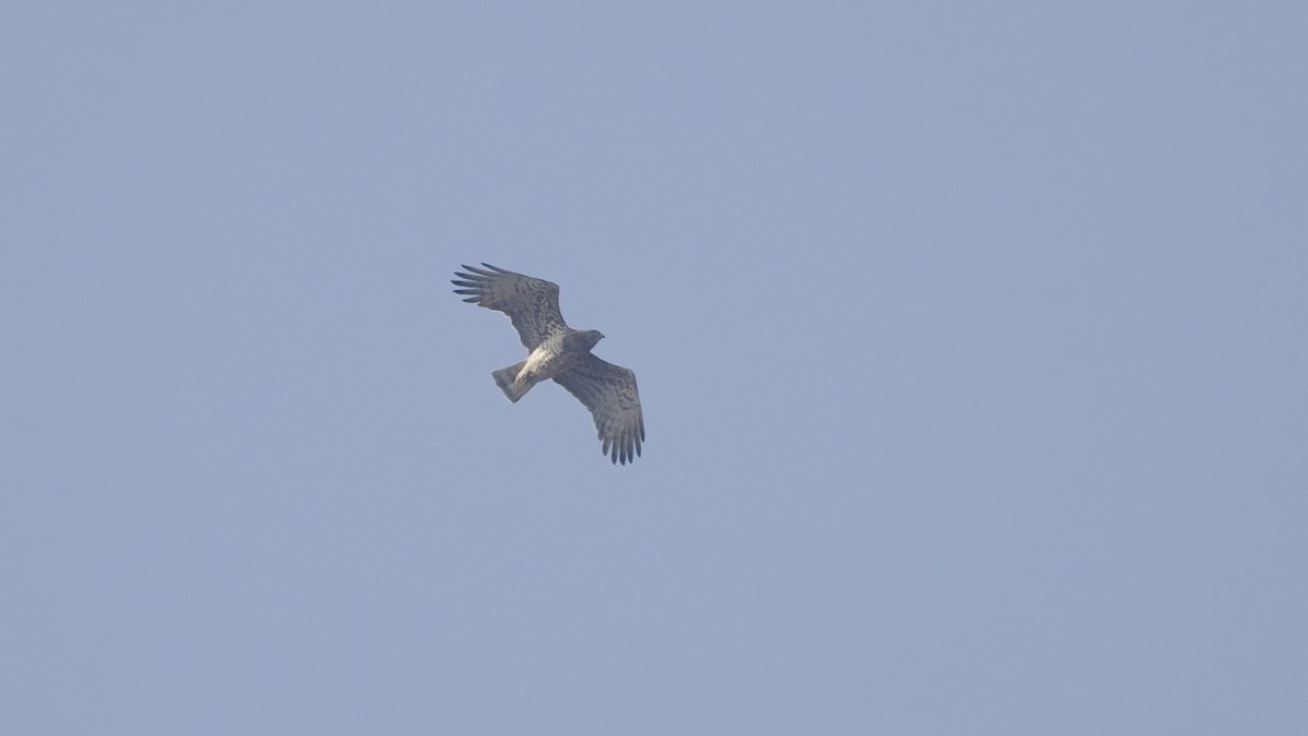 Short-toed Snake-Eagle - ML647608856