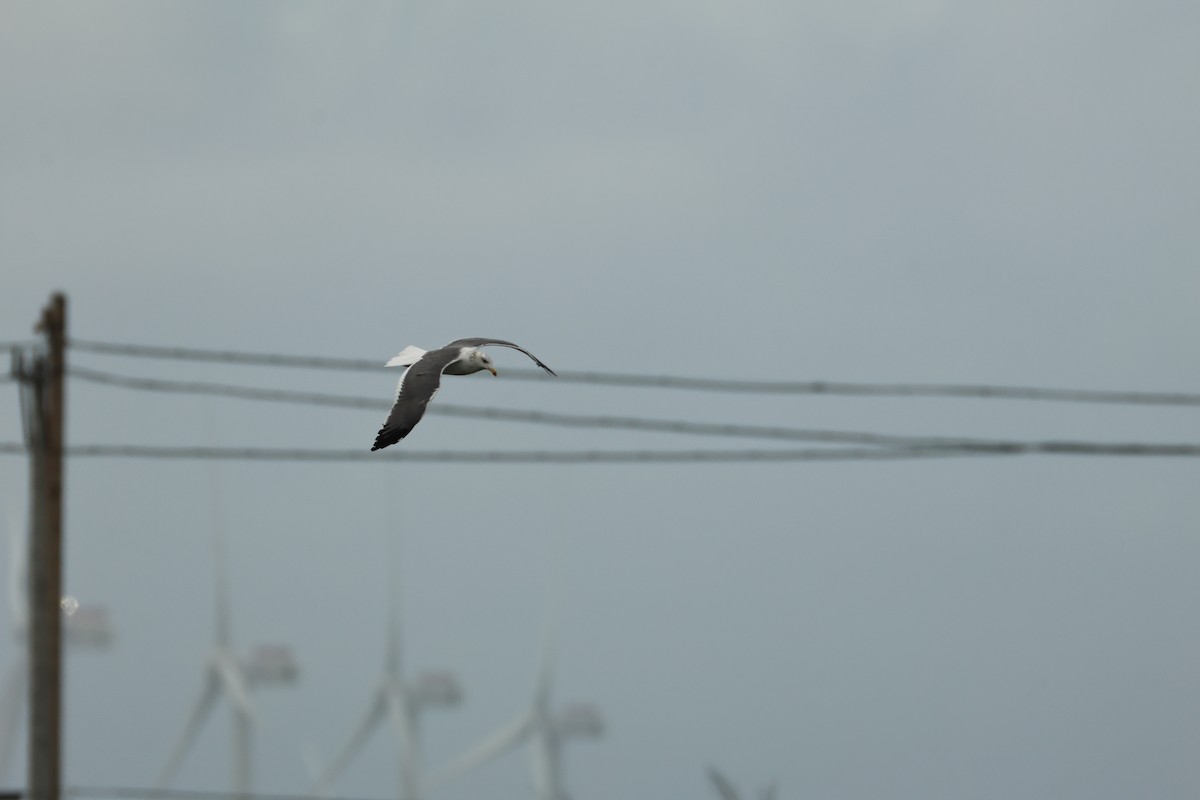 ニシセグロカモメ - ML647608860