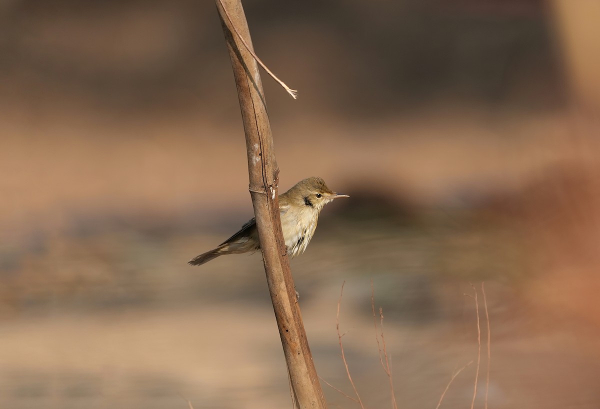 Sykes's Warbler - ML647608889