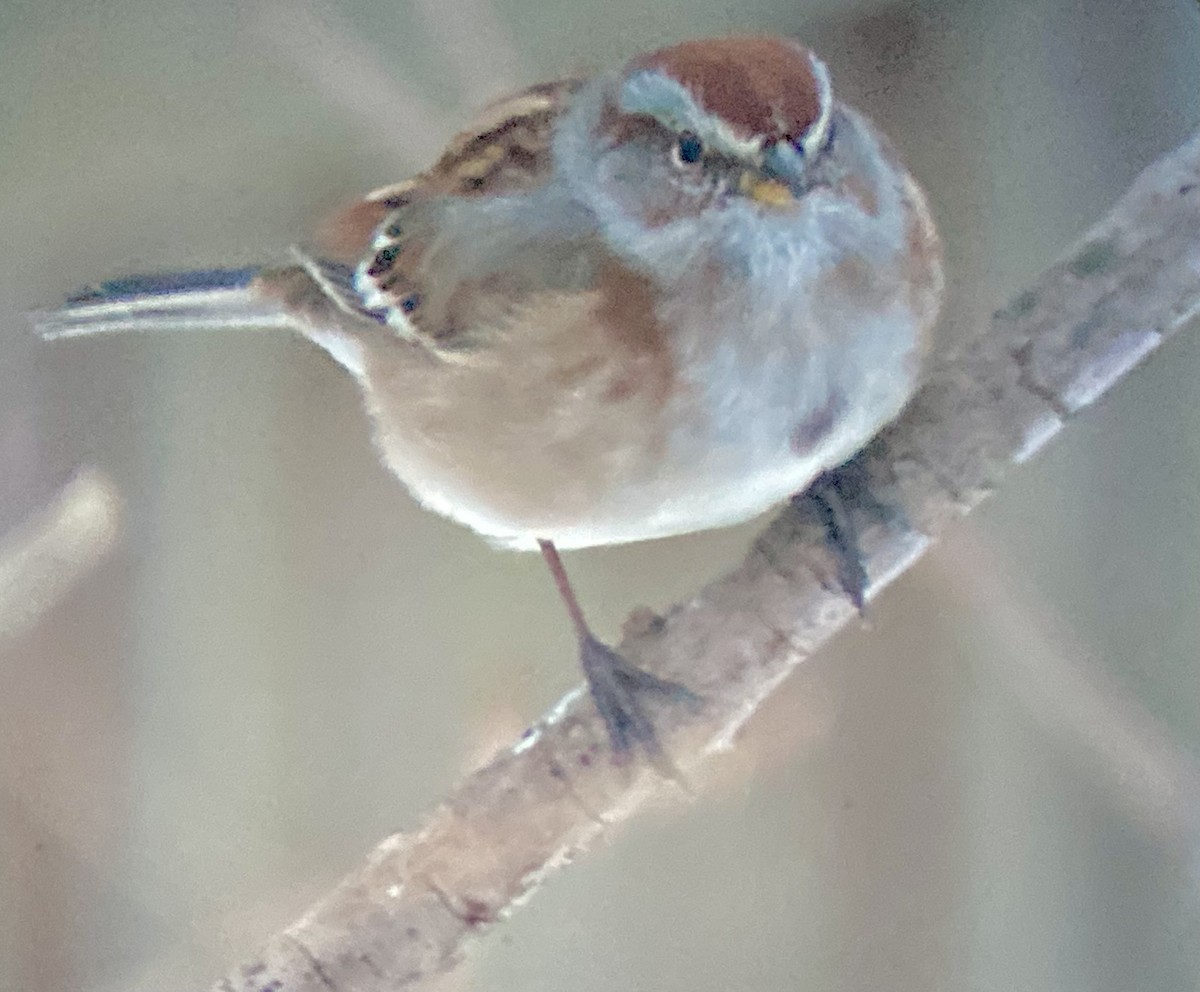 American Tree Sparrow - ML647608891