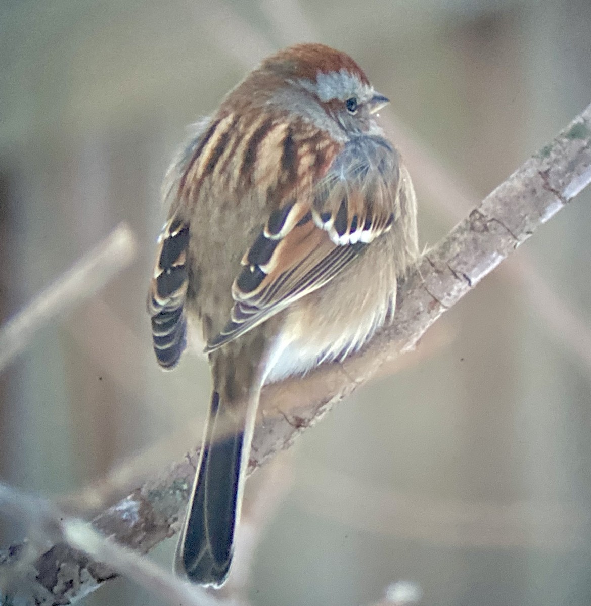 American Tree Sparrow - ML647608892