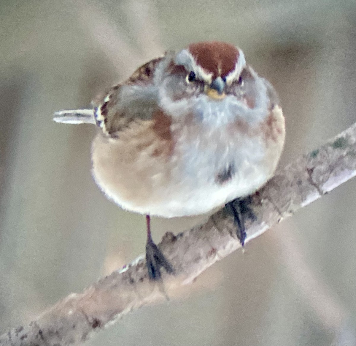 American Tree Sparrow - ML647608893