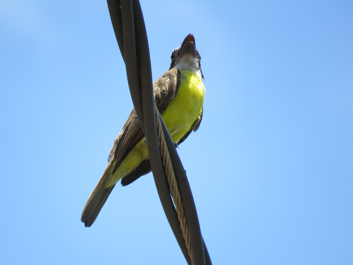 Boat-billed Flycatcher - ML647608895