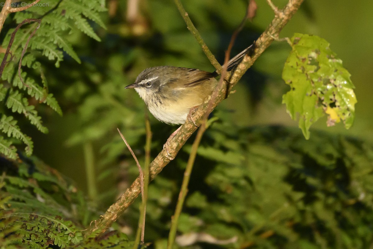 Hill Prinia - ML647608897