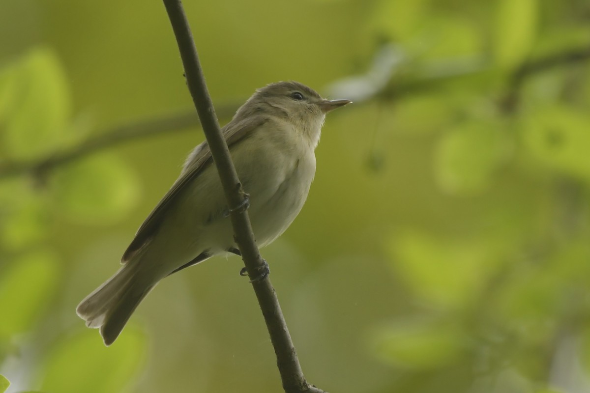 Eastern Warbling Vireo - ML647608898