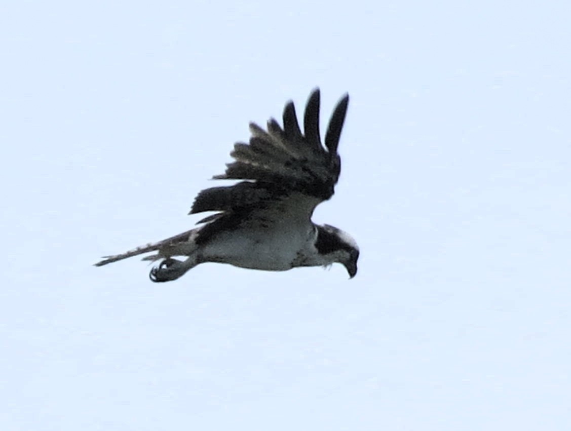 Osprey - ML647608900