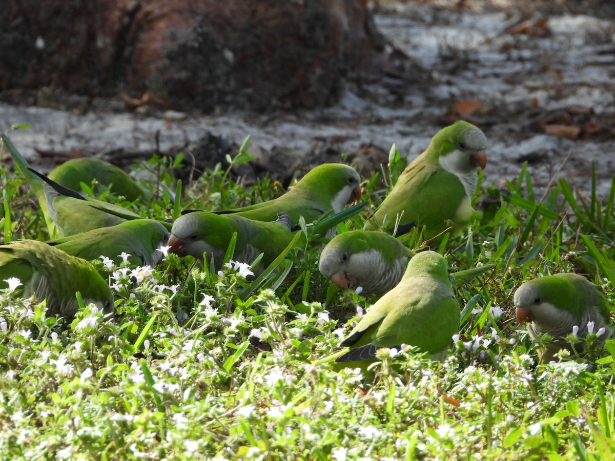 Monk Parakeet - ML647608905