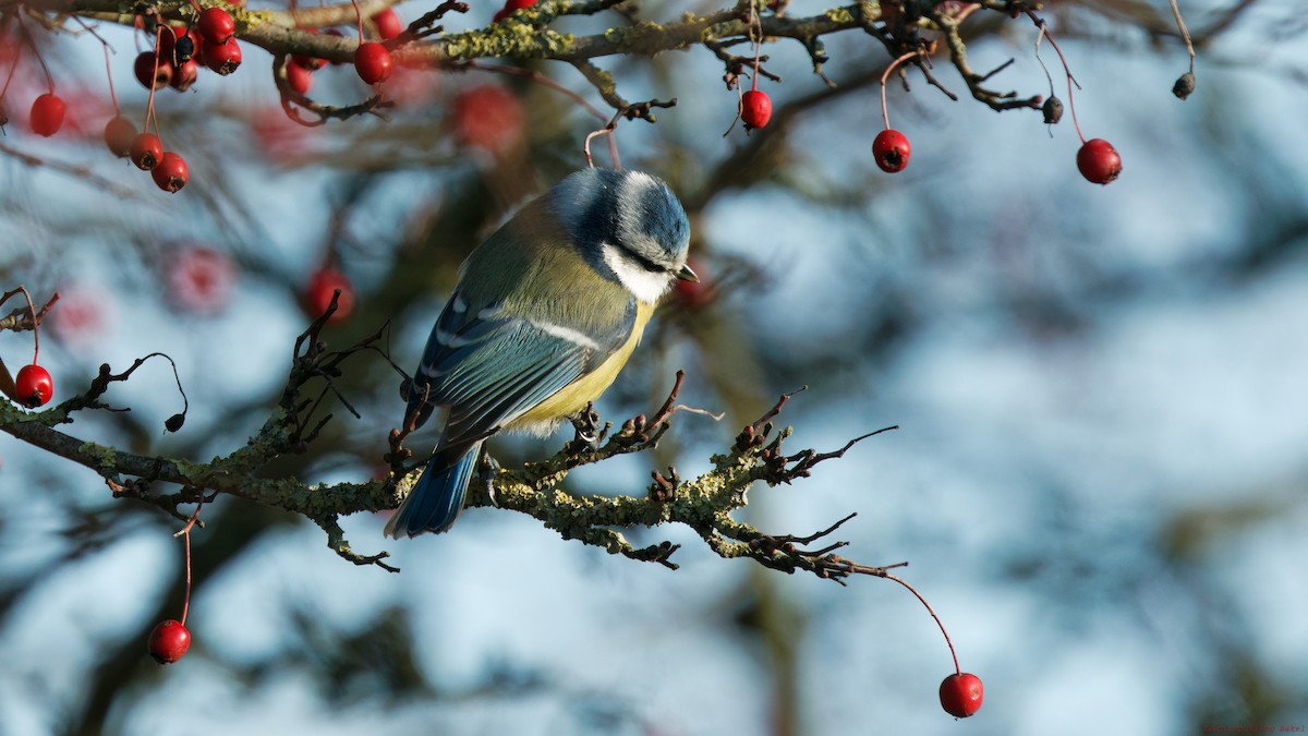 Eurasian Blue Tit - ML647608907