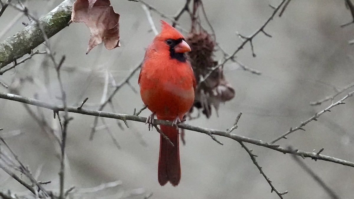 Northern Cardinal - ML647608911