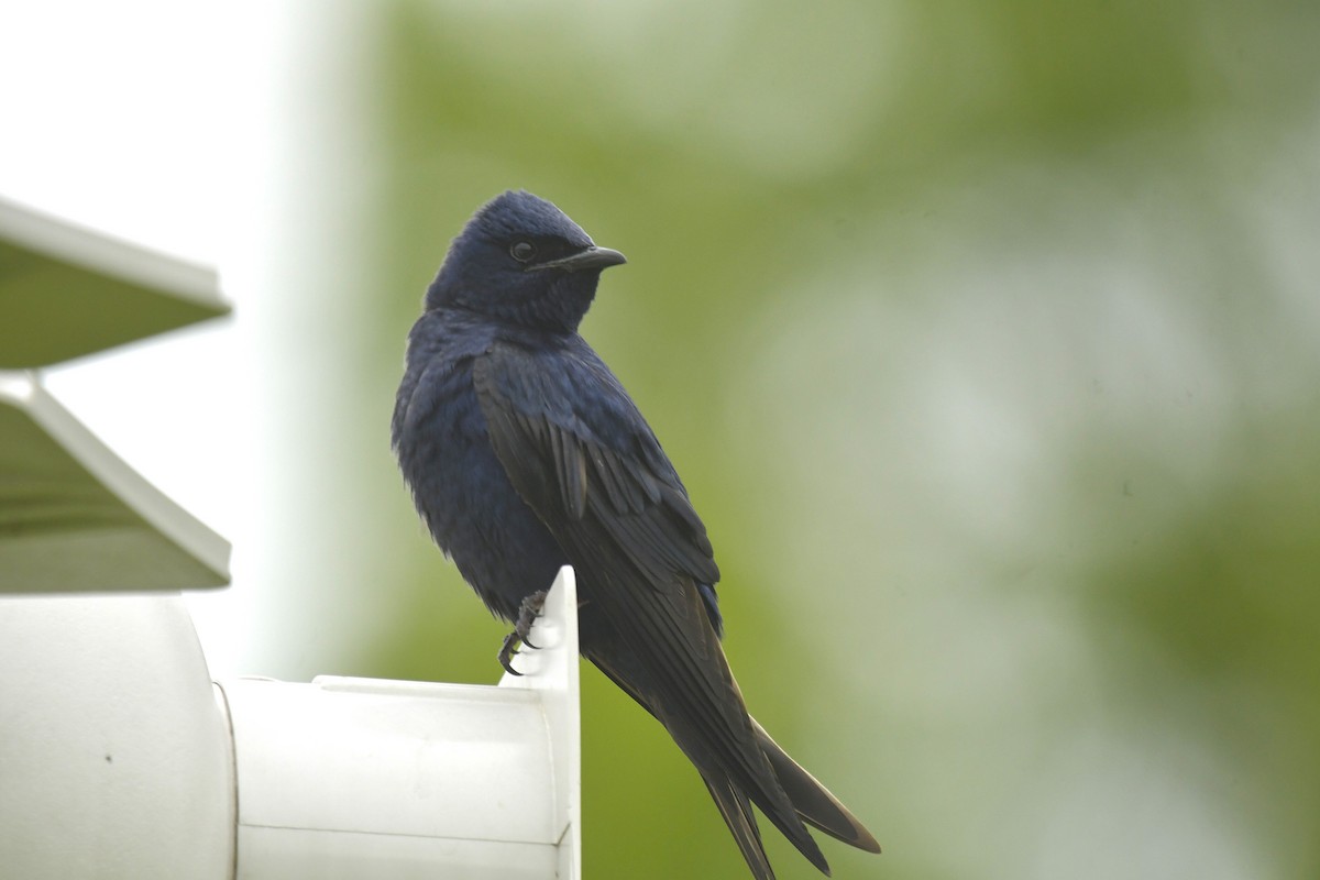 Purple Martin - ML647608914