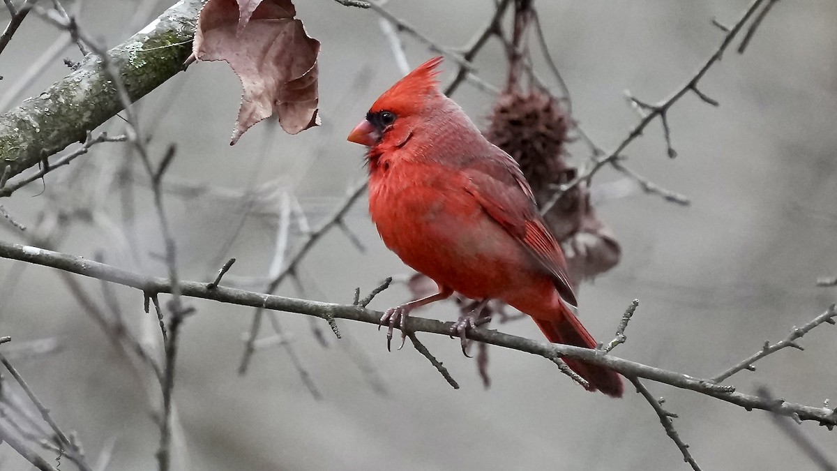 Northern Cardinal - ML647608915