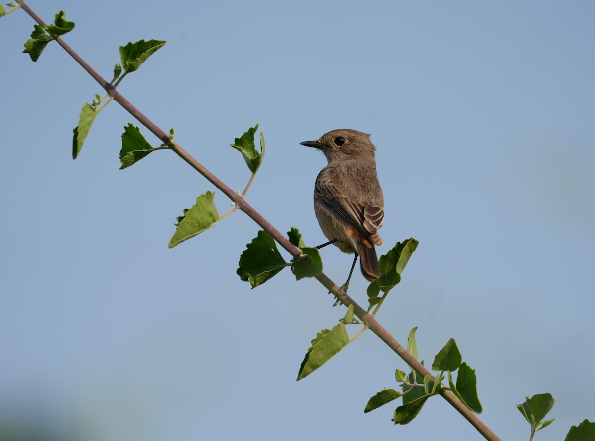 Pied Bushchat - ML647608917