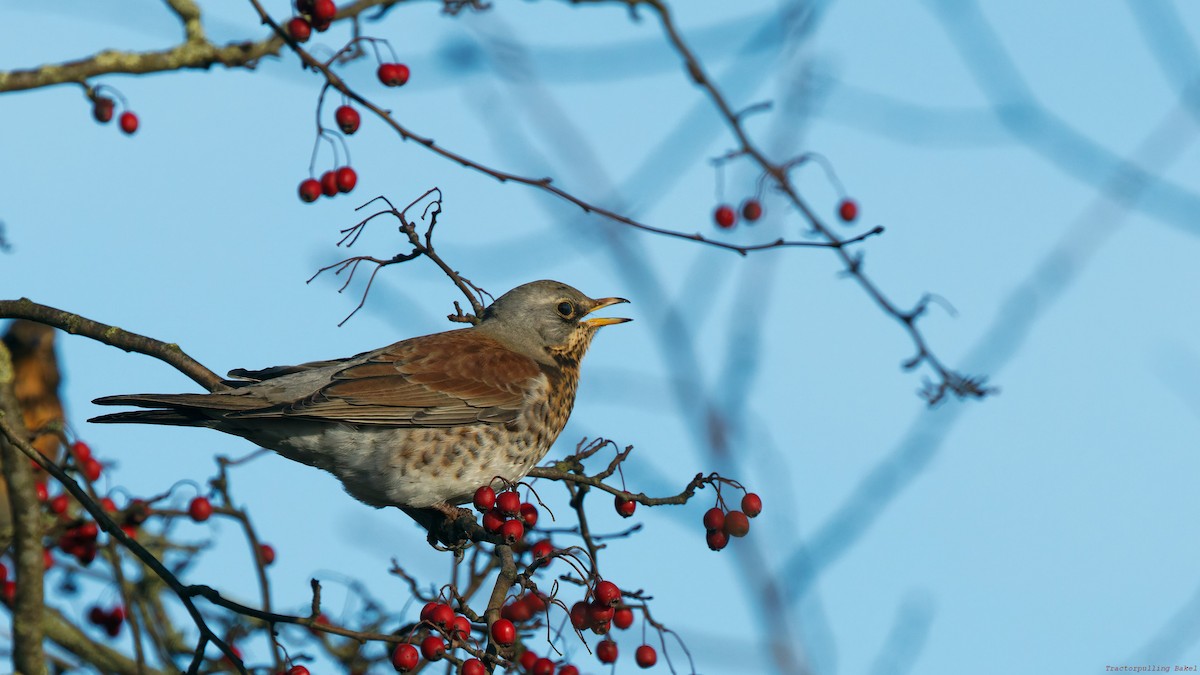 Fieldfare - ML647608919