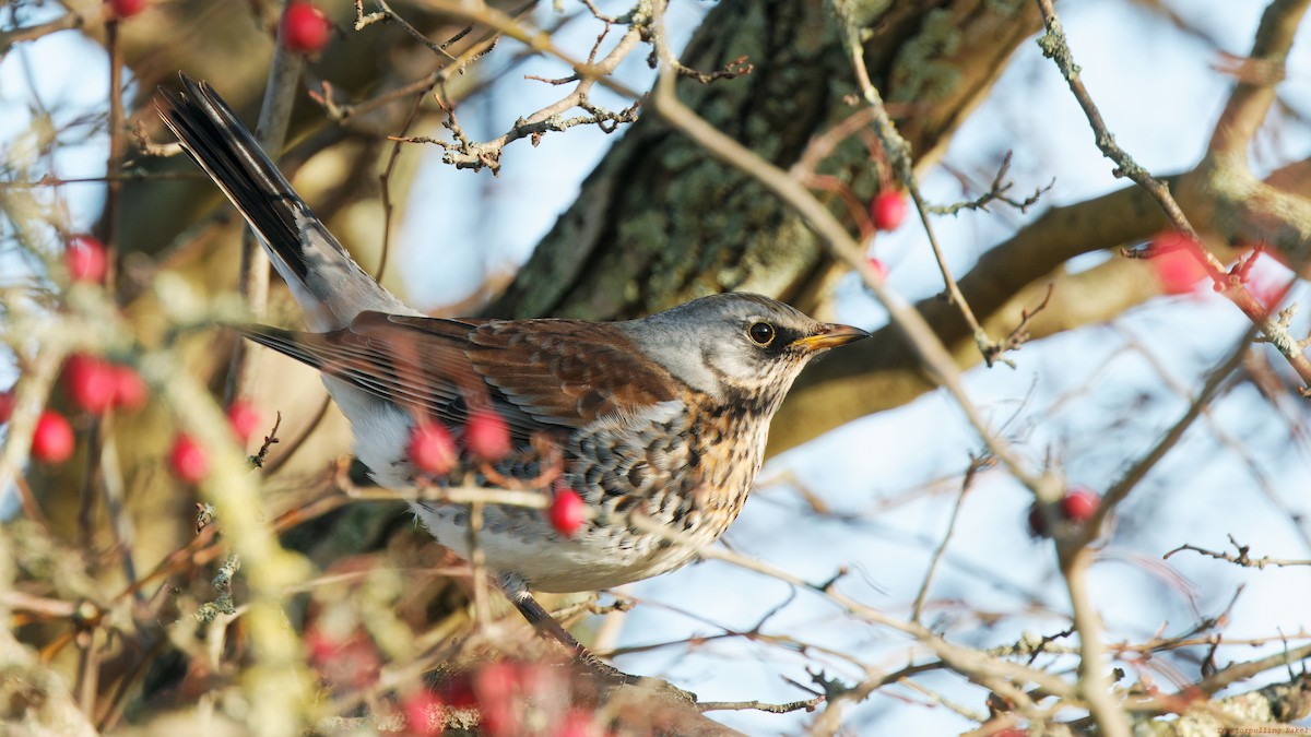 Fieldfare - ML647608920