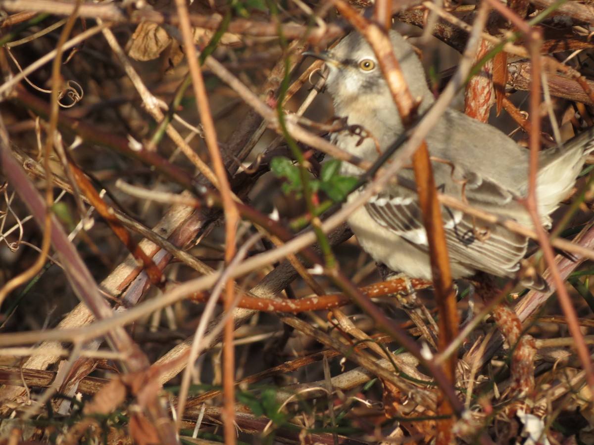 Northern Mockingbird - ML647608921