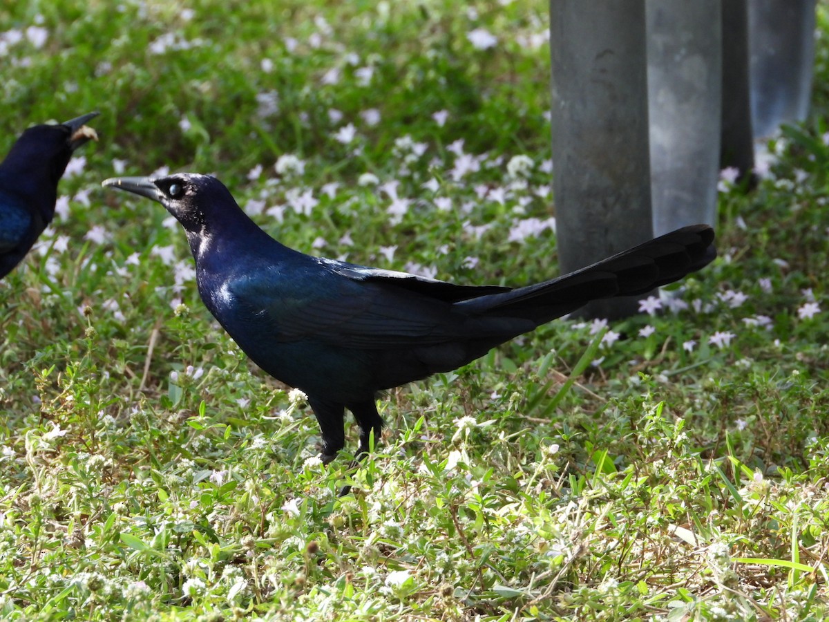 Boat-tailed Grackle - ML647608925