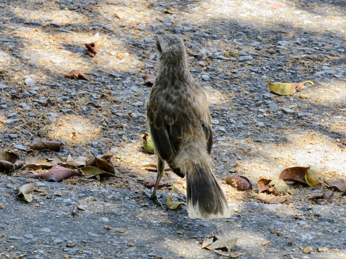 Chalk-browed Mockingbird - ML647608926