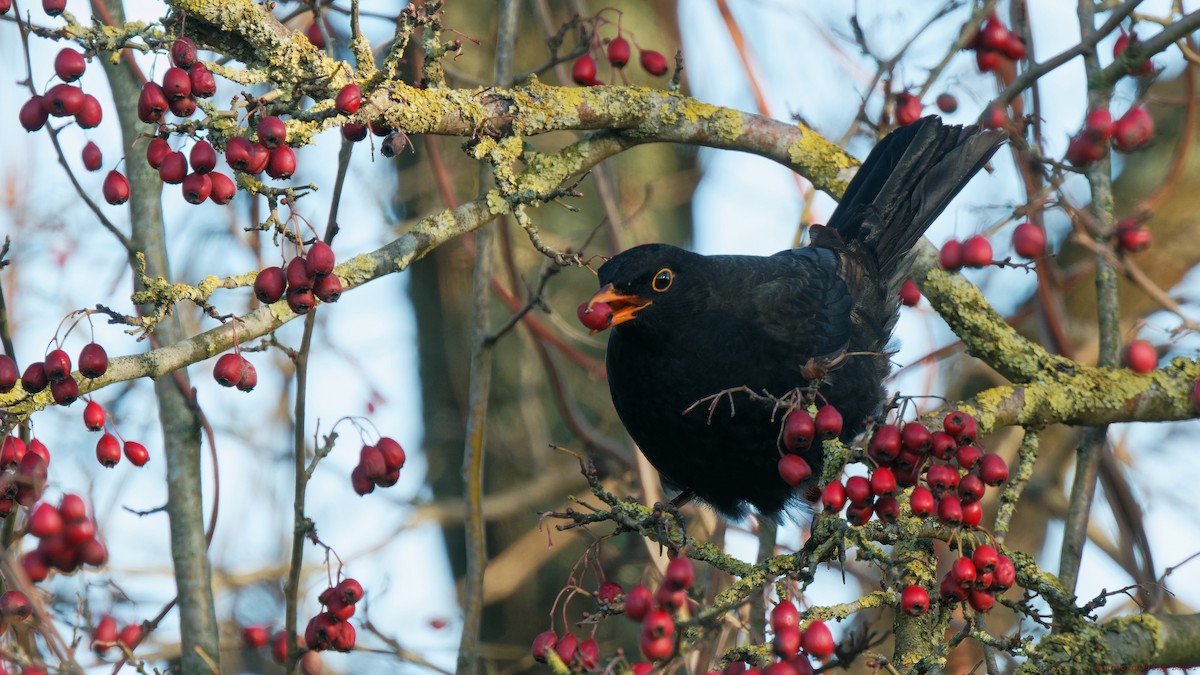 Eurasian Blackbird - ML647608927