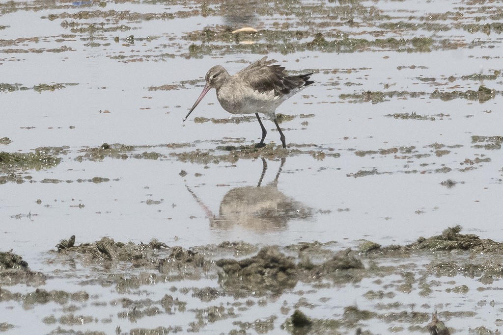 Black-tailed Godwit - ML647608929