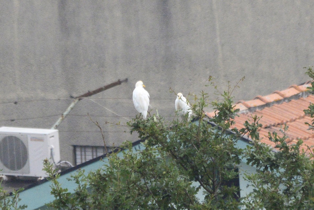 Western Cattle-Egret - ML647608931