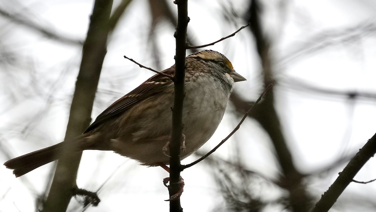 White-throated Sparrow - ML647608932