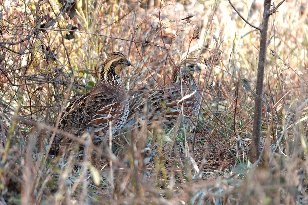 Northern Bobwhite - ML647608933