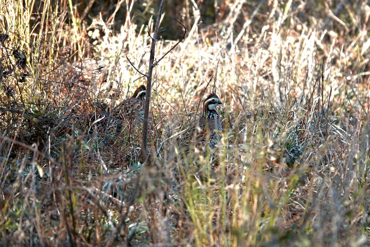 Northern Bobwhite - ML647608934
