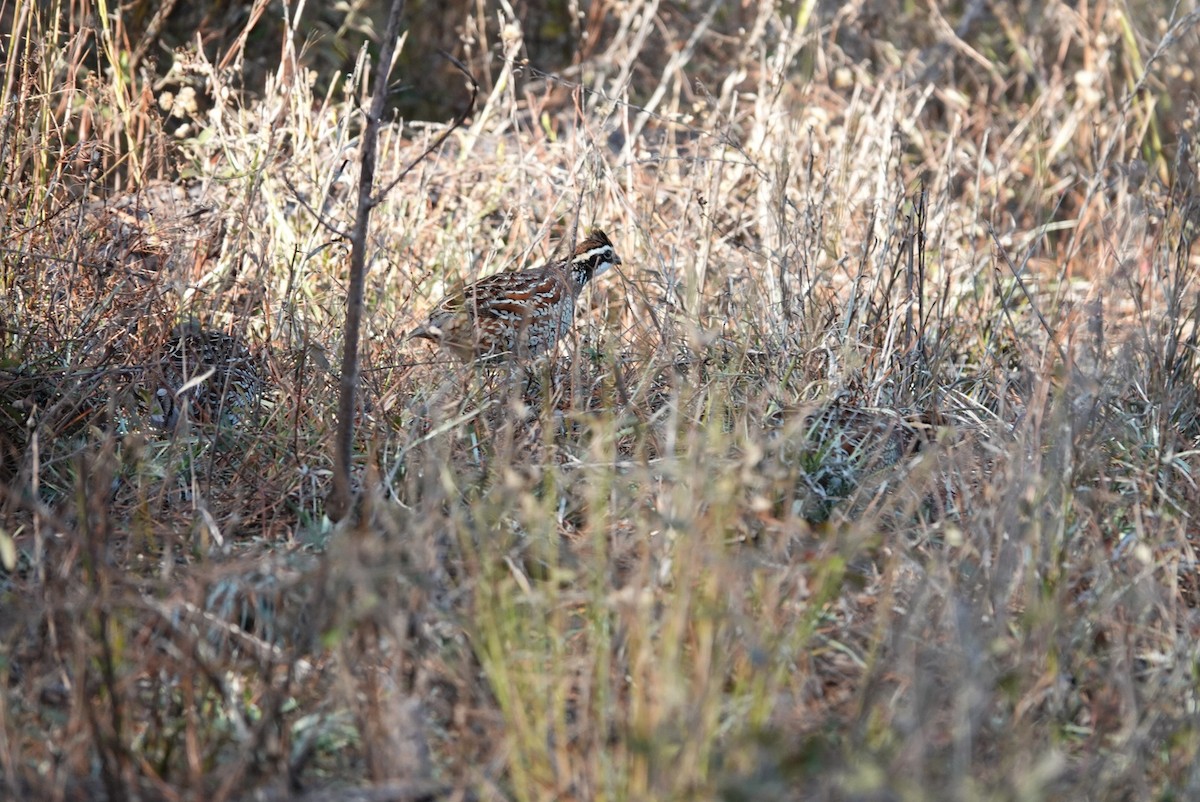 Northern Bobwhite - ML647608935