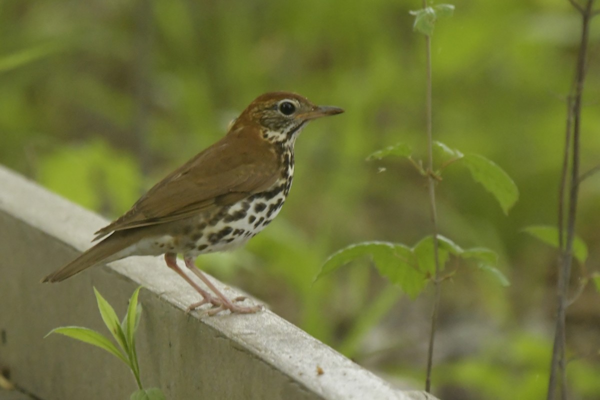 Wood Thrush - ML647608937