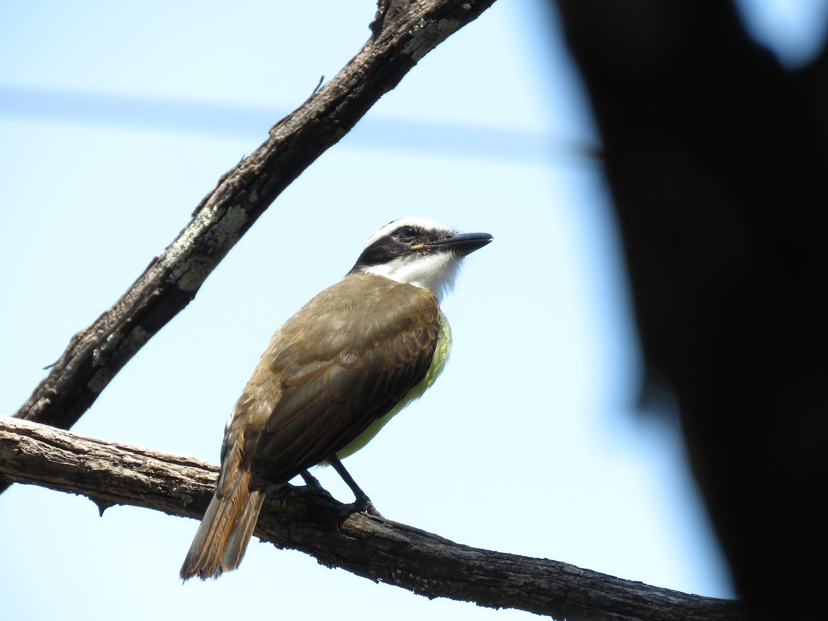 Great Kiskadee - ML647608938