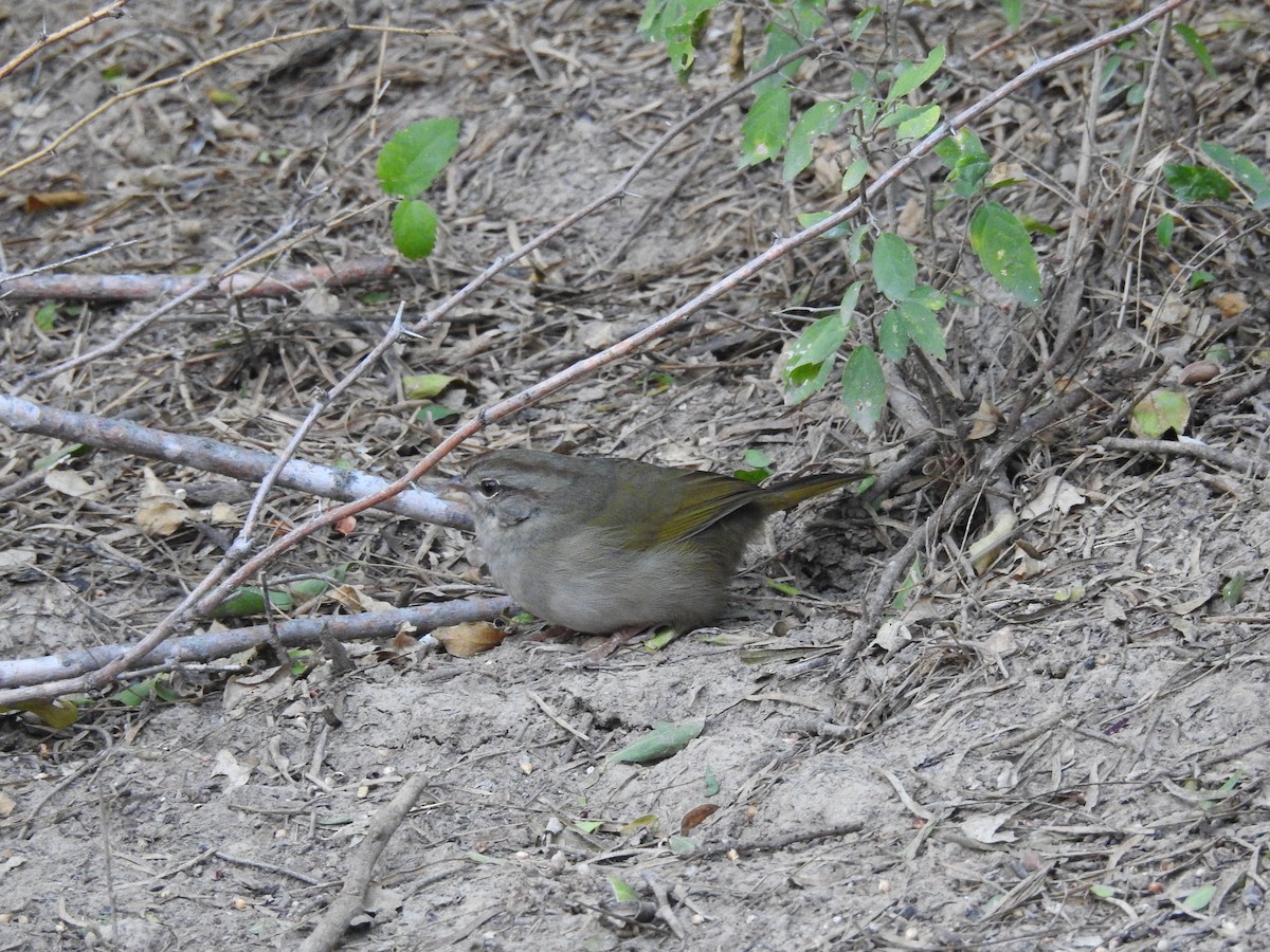 Olive Sparrow - ML647608941