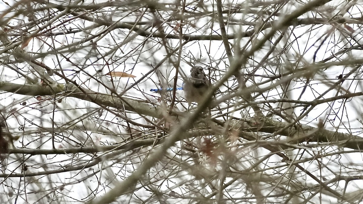 Mavi Karga - ML647608959