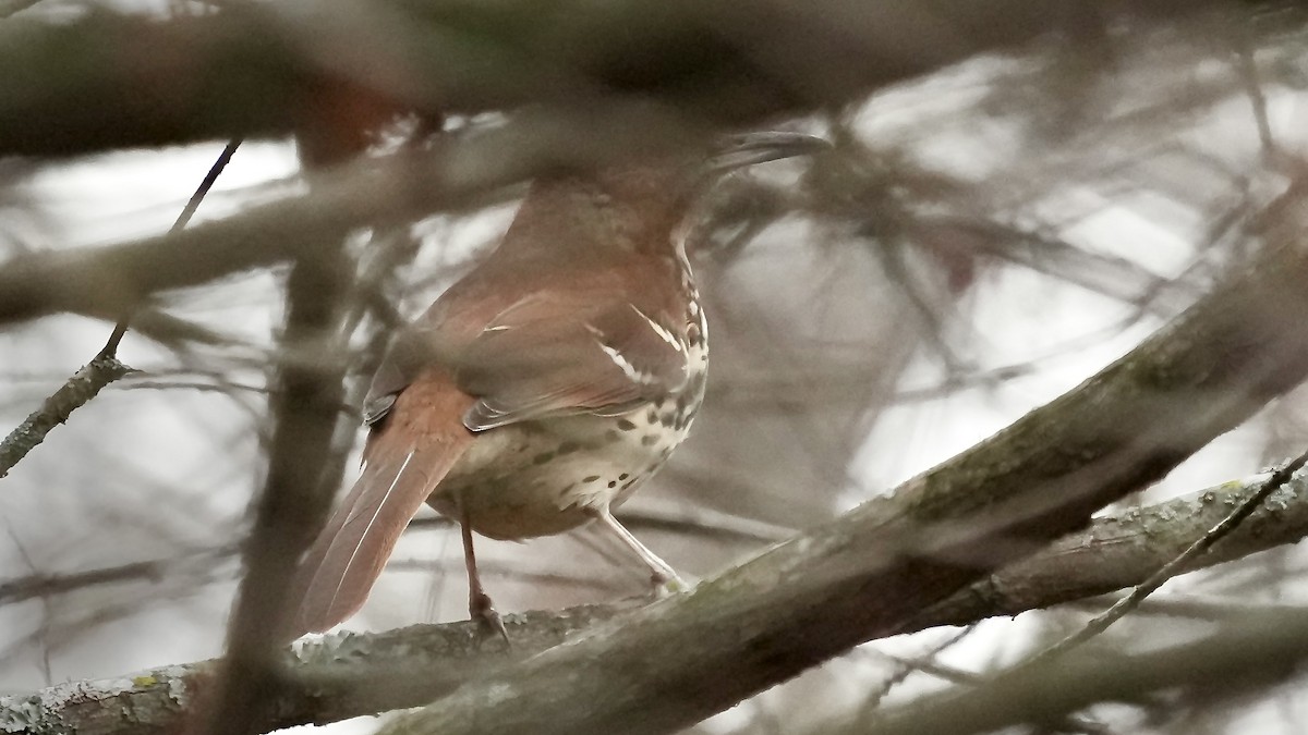 Cuitlacoche Rojizo - ML647608970