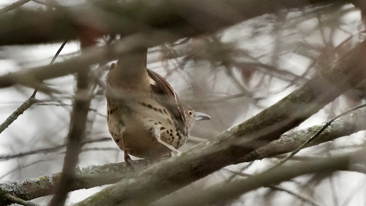 Cuitlacoche Rojizo - ML647608971